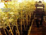 Incautan ms de 800 plantas de marihuana ubicadas en cuatro viviendas de Carlet y Benimodo