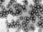 Investigadores del CSIC demuestran que un frmaco contra el melanoma logra frenar un coronavirus humano