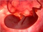 La exposicin durante la vida fetal a contaminantes ambientales altera la fertilidad durante generaciones