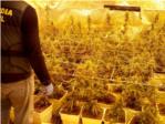 La Guardia Civil desmantela un cultivo Indoor de ms de 600 plantas de marihuana en Montserrat