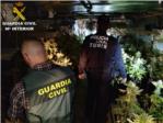 La Gurdia Civil desmantella un cultiu de 360 plantes de marihuana en un xalet de Turs