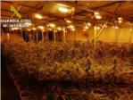 La Gurdia Civil desmantella un cultiu de ms de 2.300 plantes de marihuana en una nau industrial de Sollana