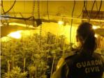 La Guardia Civil incauta cerca de 1200 plantas de marihuana en Alcntera de Xquer