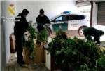 La Guardia Civil de Carcaixent procede contra 65 personas implicadas el cultivo y elaboracin de drogas
