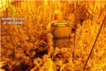 La Gurdia Civil de Sueca desmantella un cultiu de 193 plantes de marihuana a Llaur