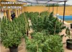 La Gurdia Civil desmantella un cultiu de 45 plantes de marihuana en un xalet prxim a Carlet