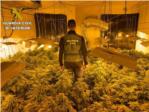 La Gurdia Civil det a Carlet a 5 persones i desmantella cultius amb ms de 1.500 plantes de marihuana