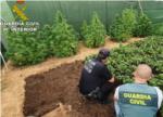 La Gurdia Civil det a dos persones per una plantaci exterior de cnnabis de ms de 300 plantes a Turs