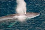 La Gurdia Civil localitza una balena desorientada a Cullera