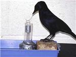 La inteligencia de un cuervo tambin le permite crear herramientas