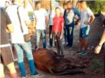 La Polica Local de Algemes preserv la seguridad ciudadana, a pesar de los 27 tiros que fueron necesarios para matar a un toro en la va pblica