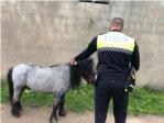 La Polica Local de Sueca actua davant la presncia d'un cavall en les vies del tren