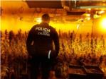 La Polica Local de l'Alcdia desmantela una plantacin de marihuana