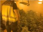 La Policia Nacional desmantella una plantaci de marihuana en un pis a Algemes