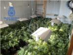 La Policia Nacional det a Alzira a quatre persones per cultivar i vendre marihuana i cocana