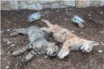 La protectora 'Refugi els ngels' denuncia la matana de gats que s'est produint a Sueca