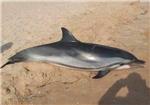 La triste imagen de un delfn muerto atrae numerosos visitantes en El Perell