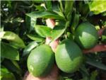 LA UNI alerta d'una fisiopatia en les taronges i mandarines per efectes de la meteorologia que allarga la forma del fruit