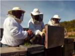 Se prev un importante descenso en la produccin de miel y unas prdidas de ms de 6,5 millones de euros
