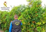LAjuntament de Carcaixent collabora amb la Gurdia Civil en la lluita contra els robatoris de taronja