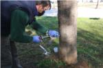 L'Alcdia adquireix lequip i forma al personal de Parcs i Jardins per a realitzar lendoterpia a tots els arbres