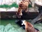 Lanzan un burro vivo a dos tigres en un zoolgico de China