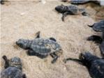 Las 16 tortugas que nacieron en Sueca regresarn al mar en septiembre