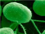 Las algas unicelulares pueden actuar como biosensores para mejorar el diseo de nanomateriales