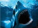 Los 10 tiburones que sorprenden por su tamao entre las 375 especies de este depredador
