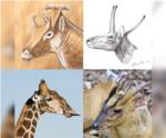 Los fsiles de un rumiante extinto arrojan luz sobre la evolucin de las jirafas