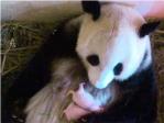 Nacen pandas gemelos fruto de una concepcin natural, un hecho poco comn en cautiverio