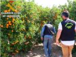 Once detenidos en Sellent, Alberic, Crcer y Sumacrcer por delitos relacionados con el origen ilcito de naranjas