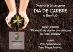 Plantaci de plantes aromtiques a Benifai per a celebrar el Dia de l'Arbre