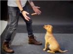 Qu pasa si un perro ve una salchicha levitando?