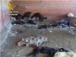 Rescatados once perros y un asno, as como muchos animales muertos por abandono