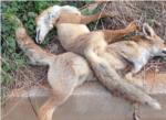 Salut i Benestar Animal d'Alzira denuncia que han trobat tres raboses mortes a La Barraca d'Aiges Vives