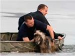 Salvan la vida a un viejo perro a punto de morir en un estanque helado