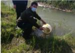 Solten 2.000 anguiles en el riu Sellent al seu pas per Crcer