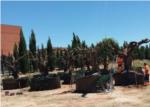 Turs recupera vint oliveres afectades per les obres de la CV-415