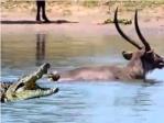 Un cocodrilo ataca en el agua a su presa, un hipoptamo intenta detenerlo