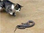 Un gato ataca y mata a una serpiente