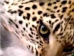 Un leopardo mata a un mono y cuando va a devorarlo descubre a su cra a la que acoge y protege