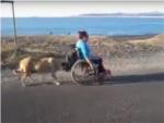 Un perro empuja a su duea que va en silla de ruedas