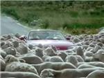 Un rebao de ovejas con sorpresa