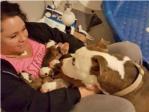Una pitbull ofrece sus 11 cachorros recin paridos a la mujer que la rescat de la calle