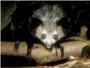 El aye-aye, un primate que slo habita en la isla de Madagascar