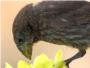 Las aves de Galpagos se alimentan de ms de 100 especies de flores ante la escasez de insectos