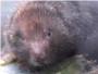 El debilitamiento del monzn impuls la adaptacin de los roedores a la vida subterrnea