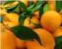 Sorprenden en Corbera a dos jvenes con 180 kilos de naranjas