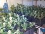 La Polica Nacional desmantela un cultivo de marihuana  en un chalet de Turs